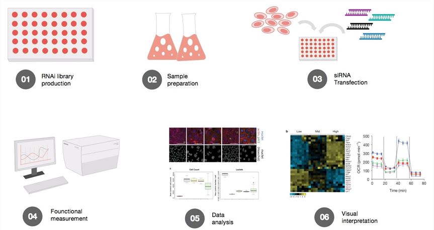 Experimental design for RNAi-based functional analysis.