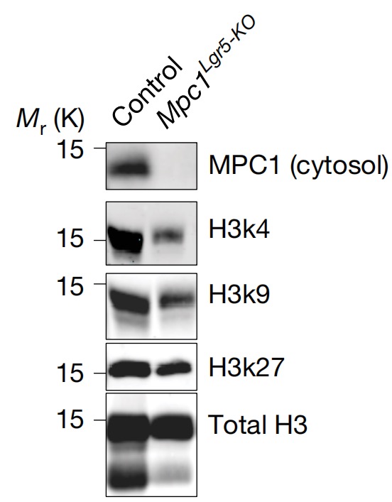 Immunoblot assessment of nuclei from Mpc1-KO organoids.