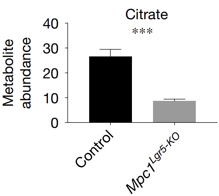 Steady-state abundance of citrate in control and Mpc1-KO organoids.