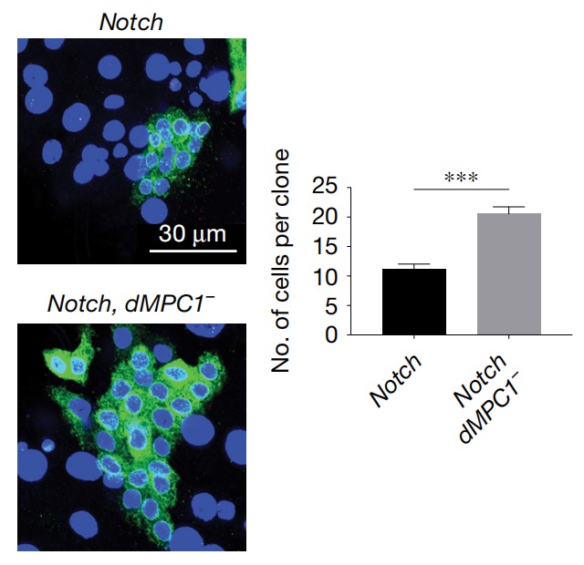 dMPC1 KO clones with Notch RNAi and GFP.