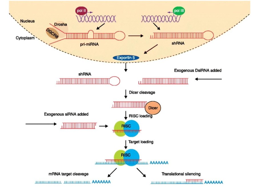 RNA silencing mechanism.