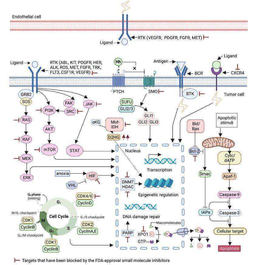Mechanisms of small molecule inhibitors targeting metabolic enzymes in cancers.