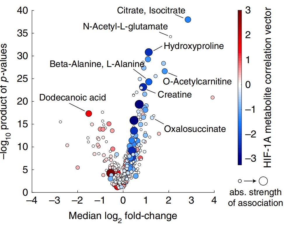 Volcano plot analysis of metabolic changes.
