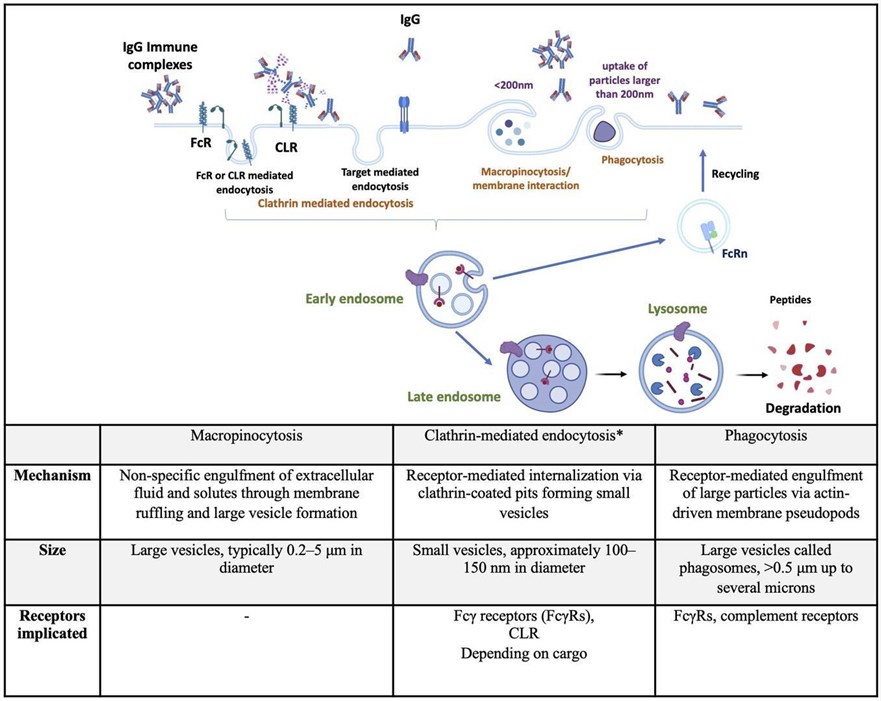 Fig 1. Main mechanisms implicated in DC internalization of therapeutic Abs. (OA Literature)