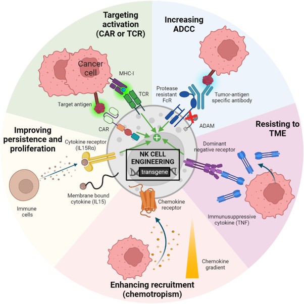 Fig 1. Development of NK cell-based cancer immunotherapies through receptor engineering. (OA Literature)