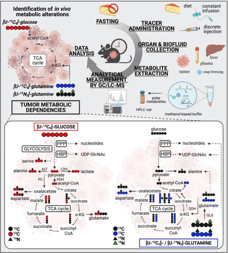 Fig.1 Metastatic dynamics of cancer cells. (OA Literature)