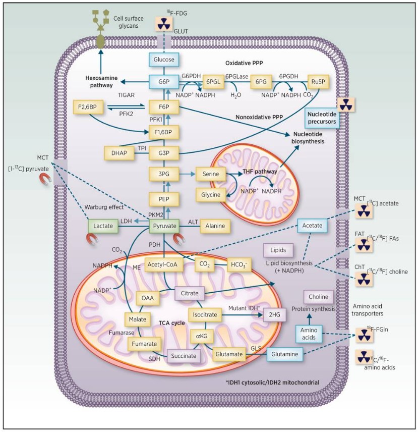 Fig.1 Clinical imaging for cancer metabolism. (OA Literature)
