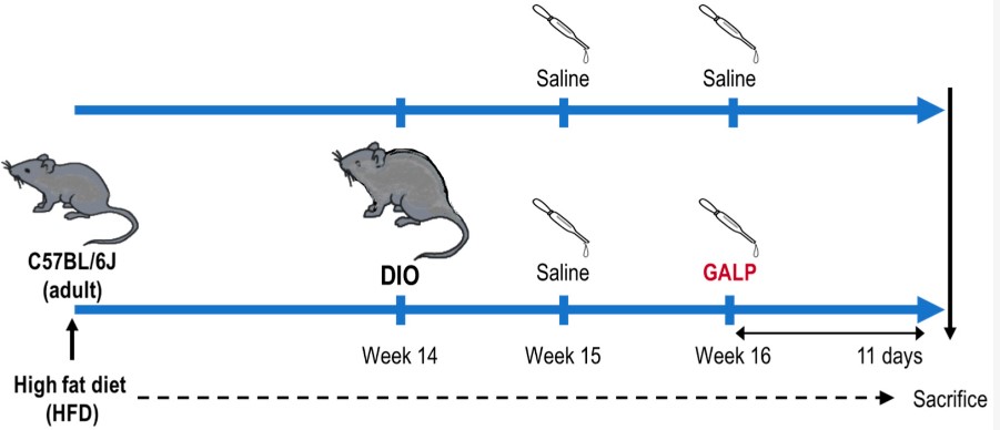 Fig.1 GALP study in diet-induced obese (DIO) mice. (Takenoya, et al., 2023)