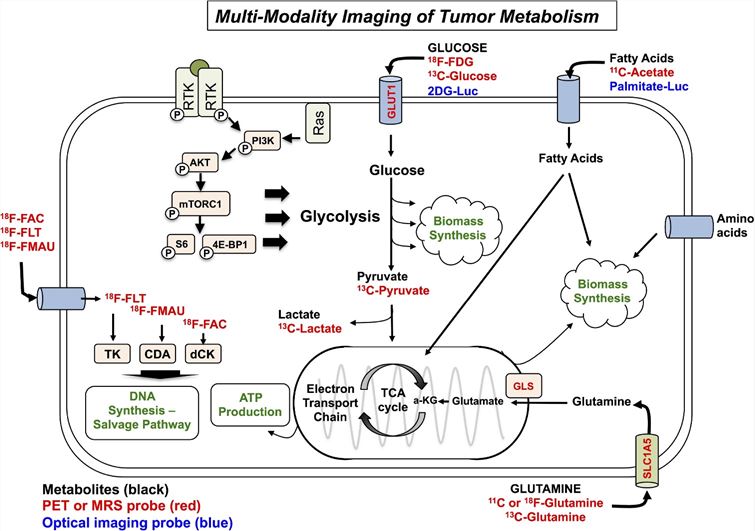 Different imaging modalities for the detection of major metabolic pathways
