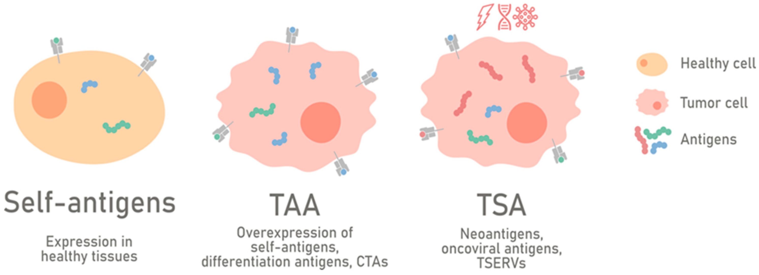 Fig 1. General categories of tumor-associated antigens (TAAs) and tumor-specific antigens (TSAs). (OA Literature)
