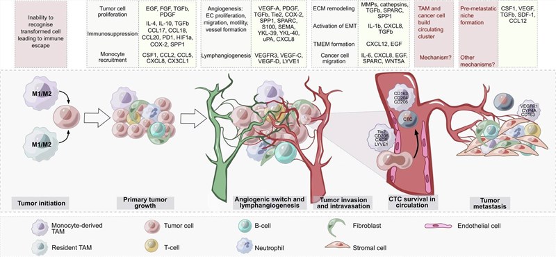 Fig 1. TAM ontogeny and tumor initiation. (OA Literature)