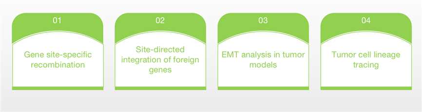 Main Services of Cre/loxP Site-specific Recombination System. (Creative Biolabs Original)
