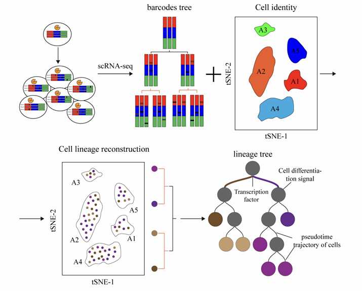 Gene-editing-Based Lineage Tracing. (Yao, et al., 2022)