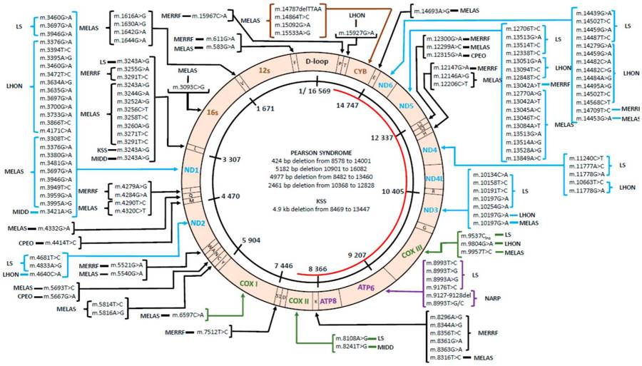 mtDNA mutations in different types of diseases.