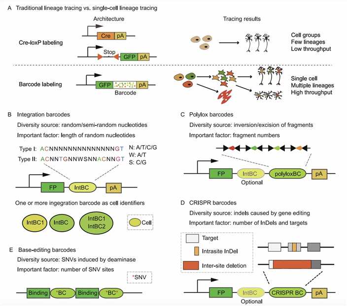Barcoded-Based Single-Cell Lineage Tracing. (Chen, et al., 2022)