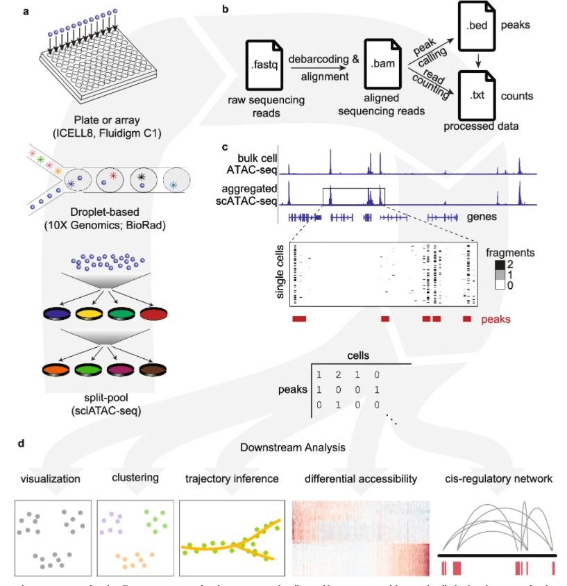 Steps of single-cell ATAC-seq assays.1