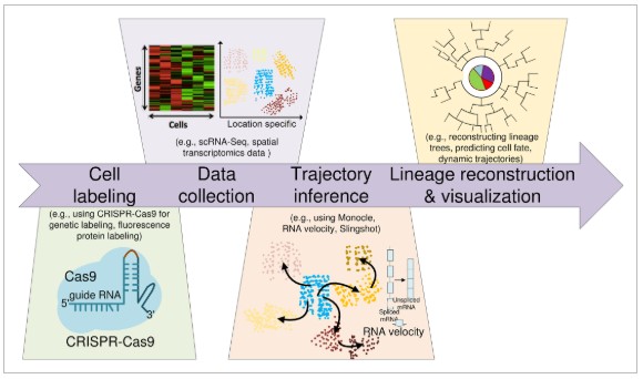 Fig.1 Workflow of computational cell lineage tracing. (OA Literature)