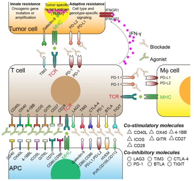Function Assays for Immune Checkpoint