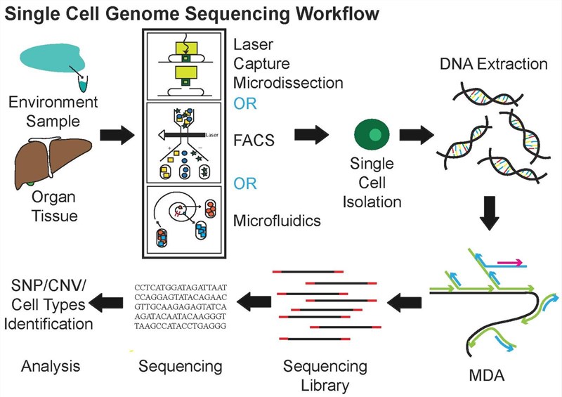 Workflow of single-cell genome sequencing.