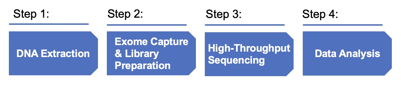 Fig.2 Procedure of whole exome sequencing (WES).(Creative Biolabs Original)