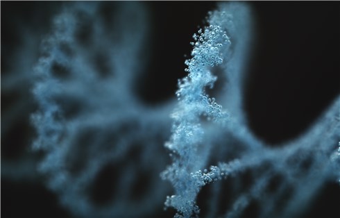 (Creative Biolabs Authorized)