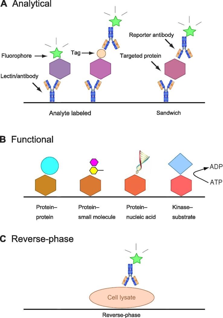 Fig.1 Three types of protein arrays classification.