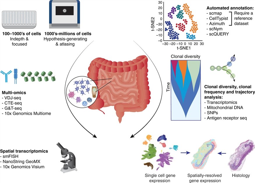 Extensive scRNA-seq strategies and analytical tools for studying intestinal immunity.