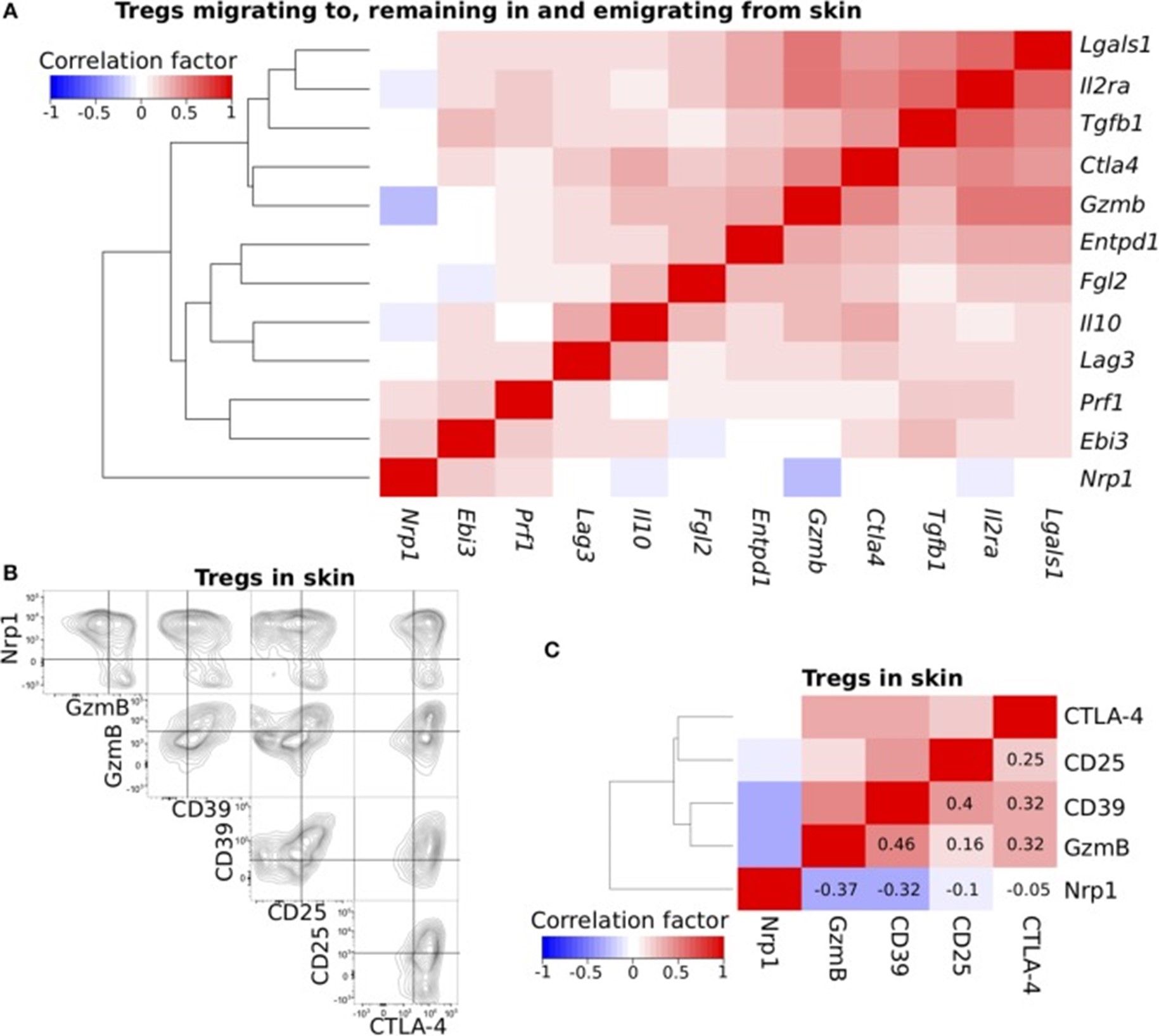 FFig.1 Functional profiles of Tregs. (Ikebuchi, et al., 2019)
