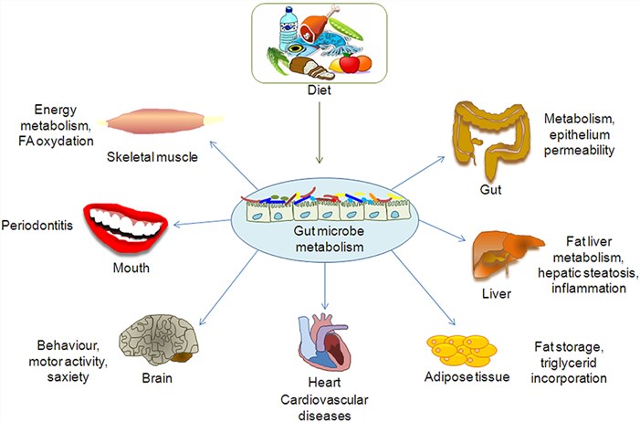 Effect of gut microbiota metabolome on organs and tissues.