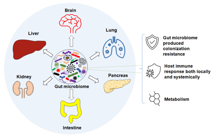 Gut microbiome associates with disease through different pathways.