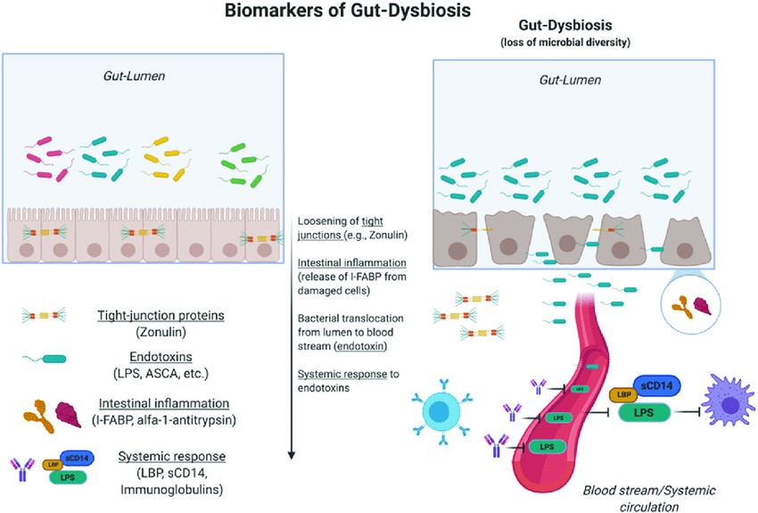 Proxy biomarkers of gut dysbiosis.