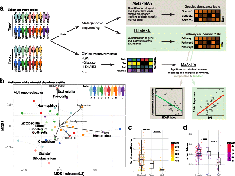 Fig.1 Study design for the subclinical analysis of the gut microbiome in obesity and type 2 diabetes.