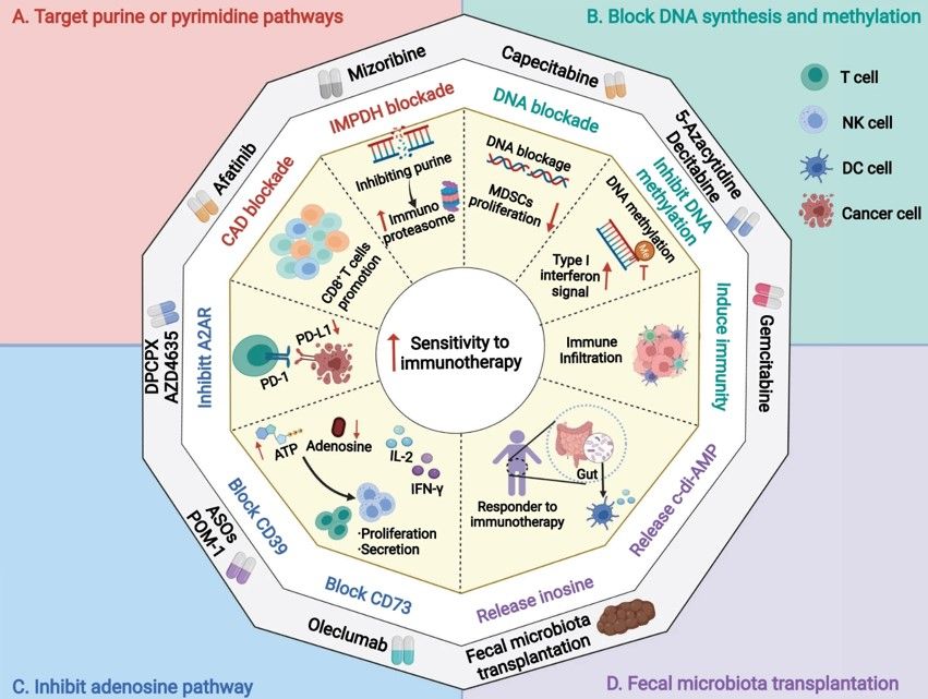 Fig. 1 The interaction between nucleotide metabolism and immunity used in the clinic. (Wu, et al., 2022)