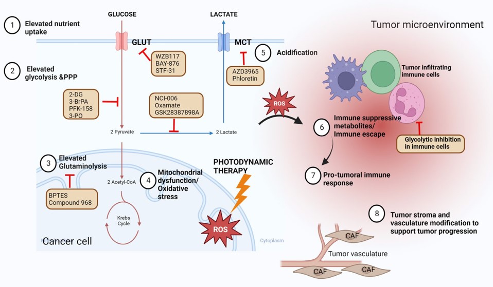 Fig. 1 Glycolysis-targeted strategies in cancer therapy. (Chelakkot, et al., 2023)