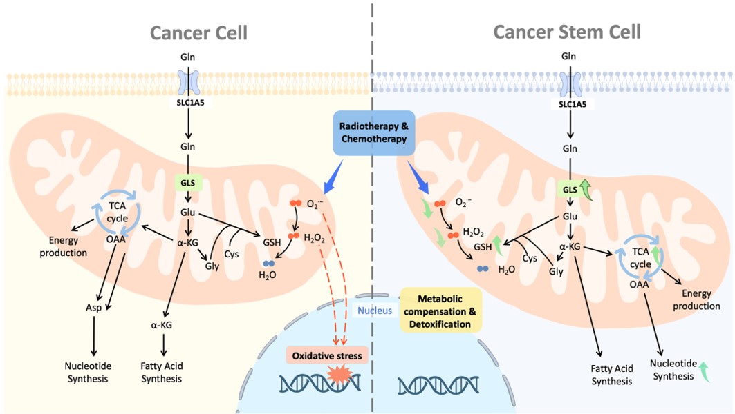 Fig. 1 CSCs' metabolic compensation. (Kao, et al., 2022)