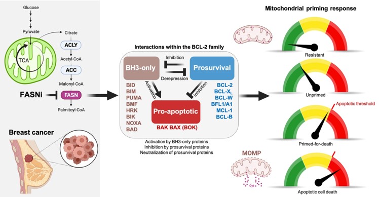 Fig. 1 The BCL-2 family controls FASN as well as the cell death decision circuitry. (Schroeder, et al., 2021)