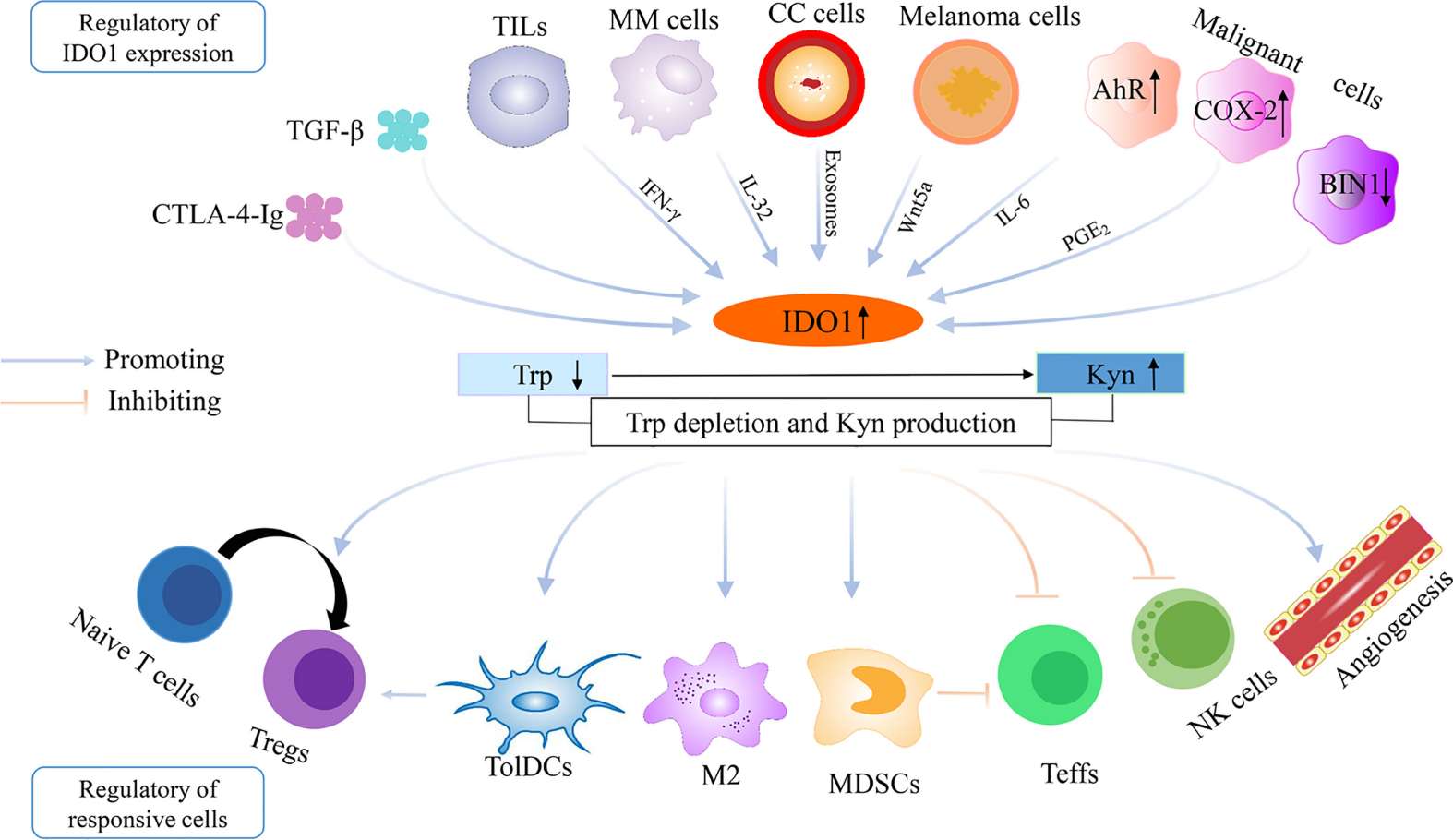 Fig. 1 Modulation of IDO1 overexpression and immune suppression in the tumor microenvironment. (Song, et al., 2021)