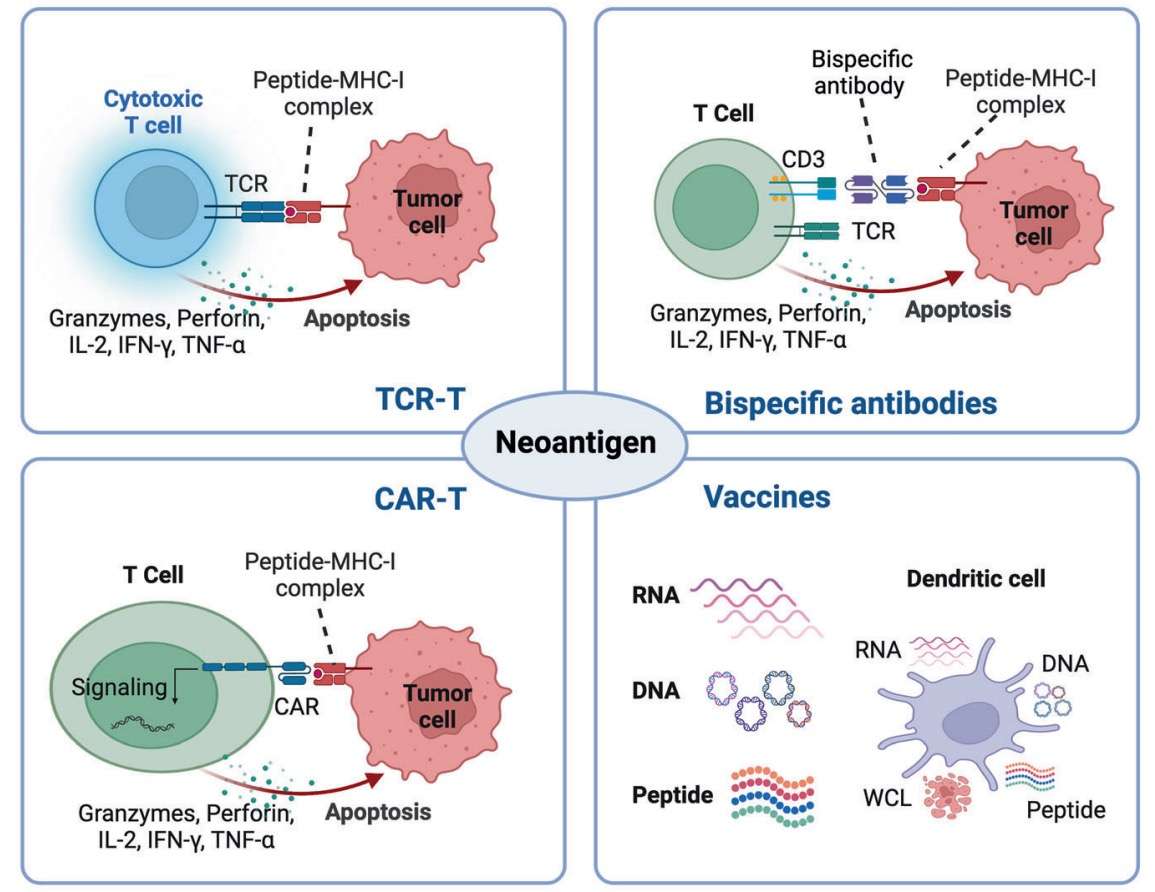 Fig.1 Neoantigen-based therapies. (Schmidt, et al., 2021)
