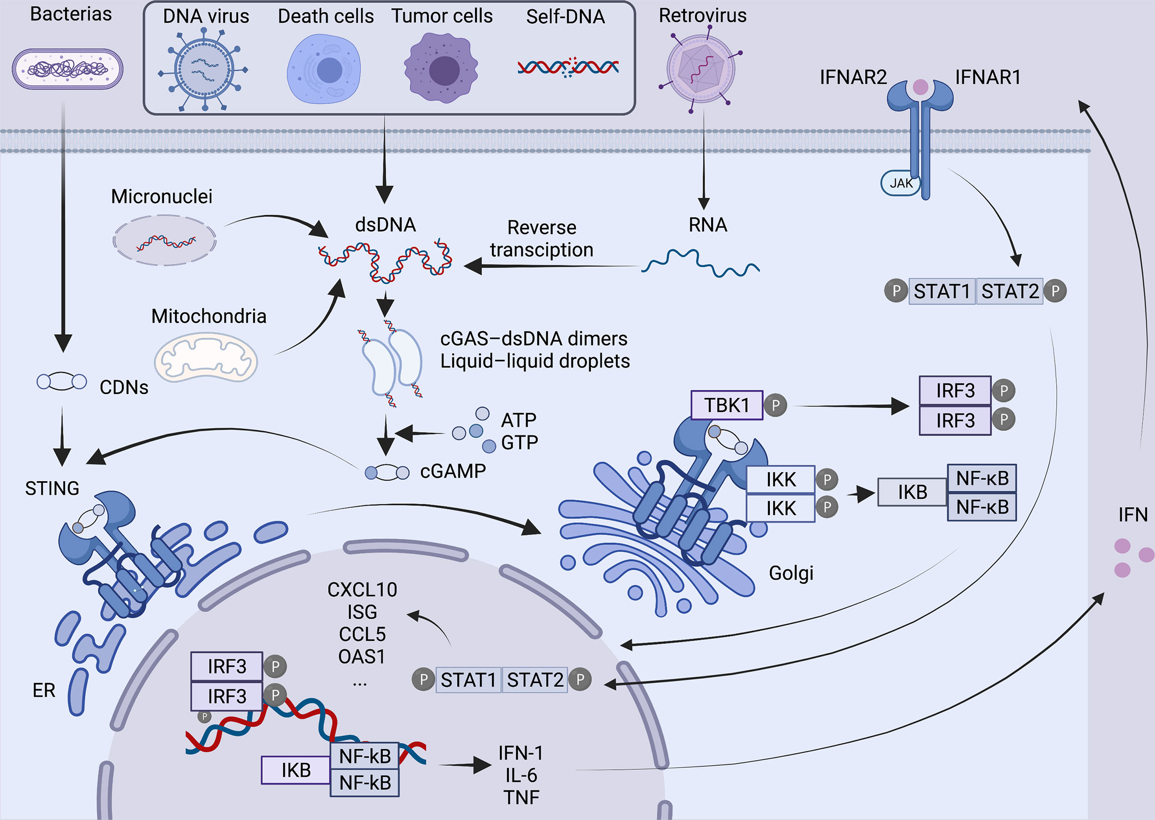 Fig.2 Pathway. (Gan, et al., 2022)
