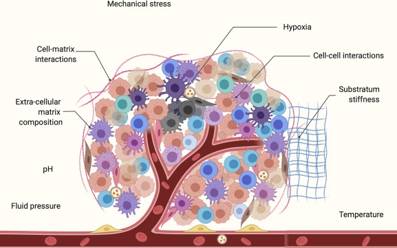 Fig.1 Major components of the tumor microenvironment. (Sheth, et al., 2022)