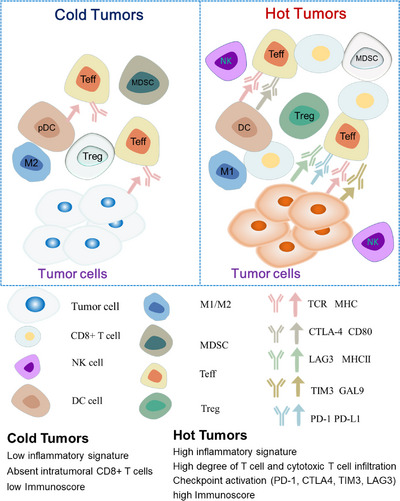Fig.2 Distinguish between hot and cold tumors based on the distribution of immune cells. (Wang, et al., 2023)