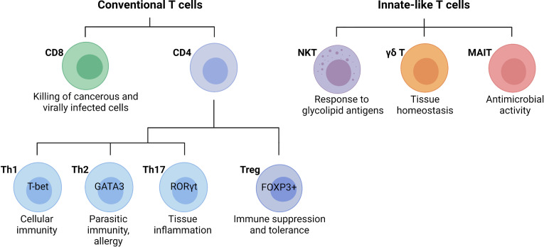 Fig 1. T cells differentiate into effector T helper (Th) cell subsets or regulatory T cells. (OA Literature)