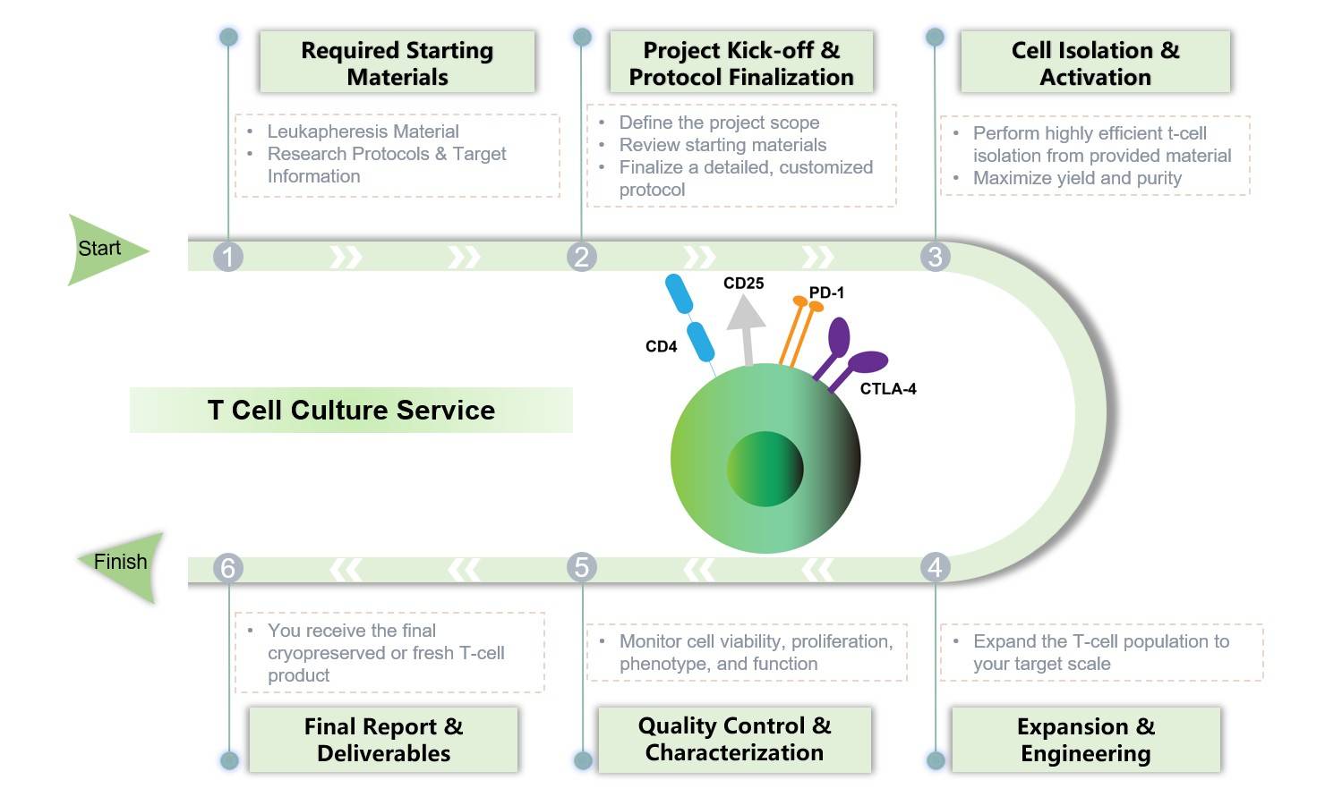 Core steps of T cell culture service. (Creative Biolabs Original)