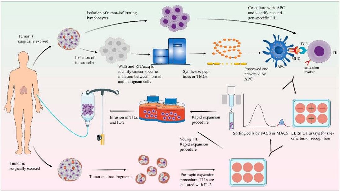 Fig 1. Preparation and the large-scale expansion of TIL from tumor tissue. (OA Literature)