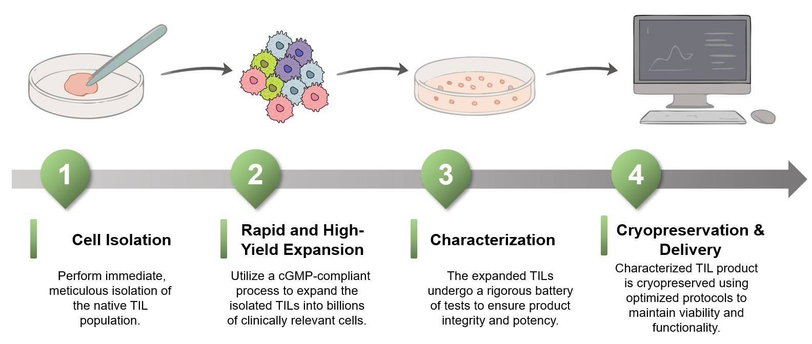 Core steps of TIL culture service. (Creative Biolabs Original)