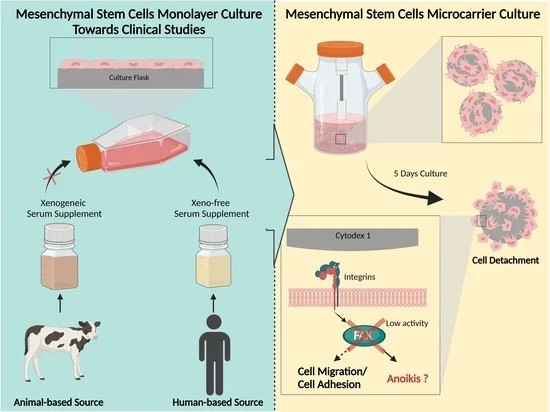Fig 1. Xeno-free MSC expansion: from 2D monolayer to 3D microcarriers. (OA Literature)