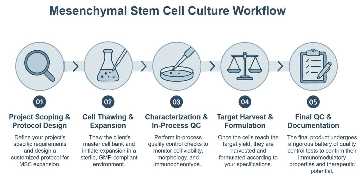 Core steps of mesenchymal stem cell culture service. (Creative Biolabs Original)
