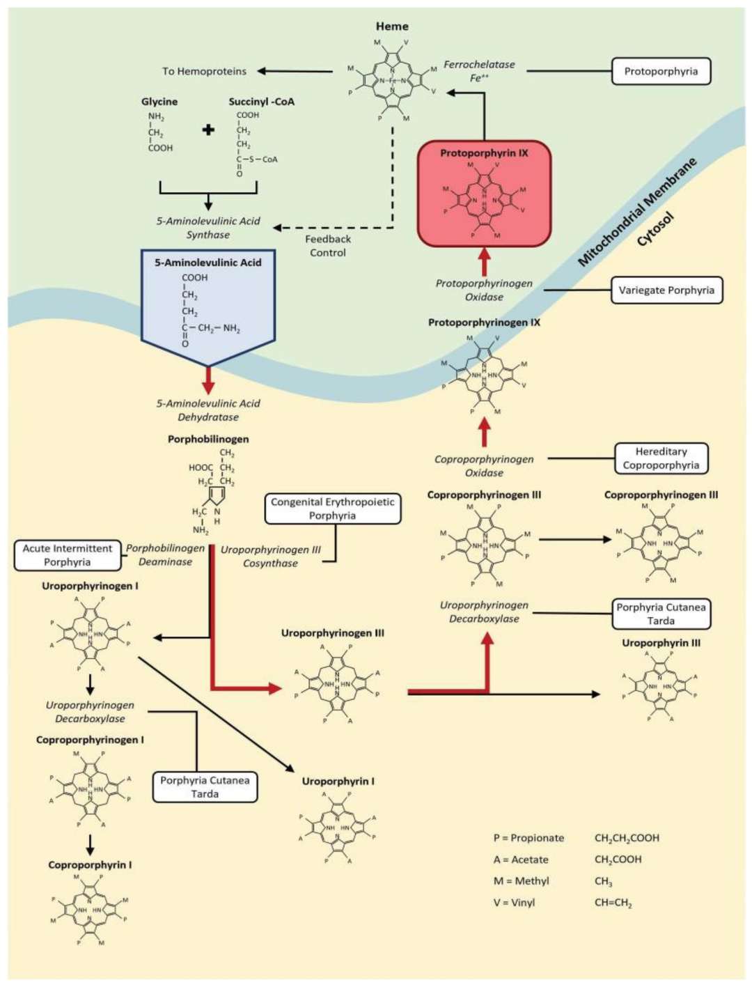 Fig.1 The biological pathway of heme formation. (OA Literature)