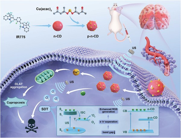 Fig.1 Cu-CDs for sonodynamic cancer therapy. (OA Literature)