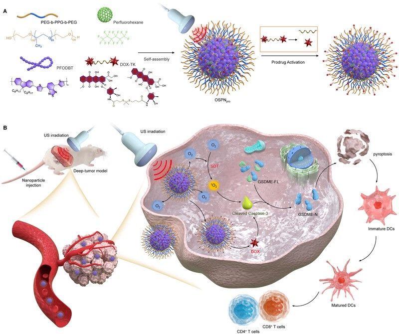 Fig.1 Sono-pyroptosis-driven deep-tissue tumor therapy: Utilizing oxygen-carrying semiconducting polymer nanoprodrugs (OSPNpro). (OA Literature)
